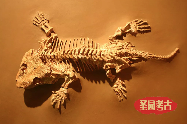 益智恐龍考古桌廠家關(guān)于史前兩棲動(dòng)物的圖片和簡(jiǎn)介系列（四）