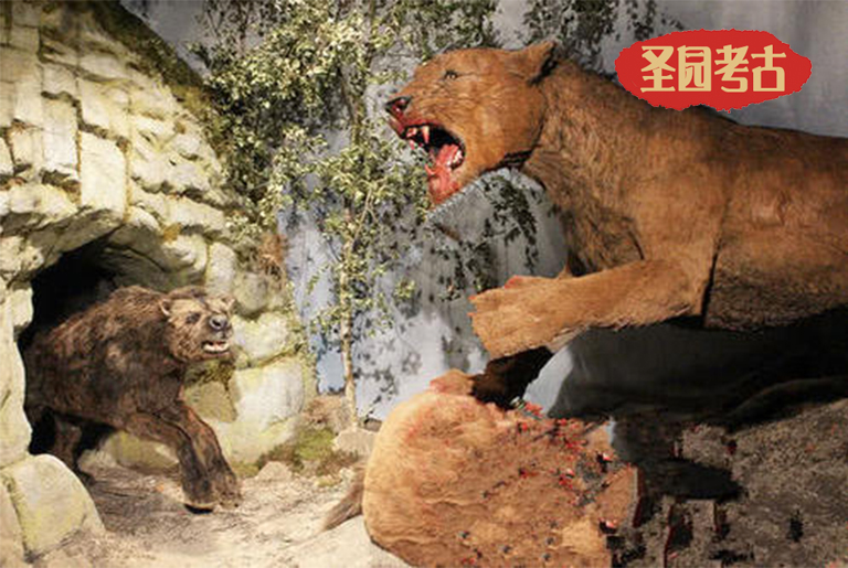 洞穴熊對戰(zhàn)洞穴獅子 誰能獲得后的勝利？