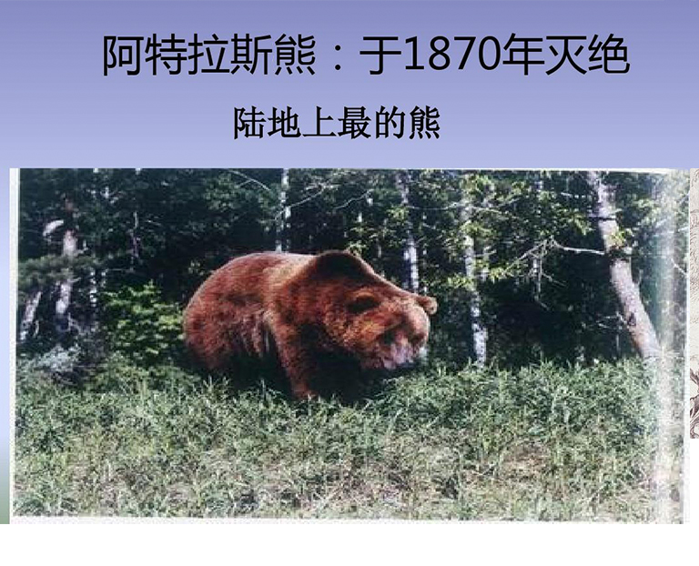 已經(jīng)滅的阿特拉斯熊的相關(guān)信息
