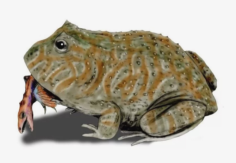 關(guān)于惡魔蛙（Beelzebufo）的事實(shí)研究資料