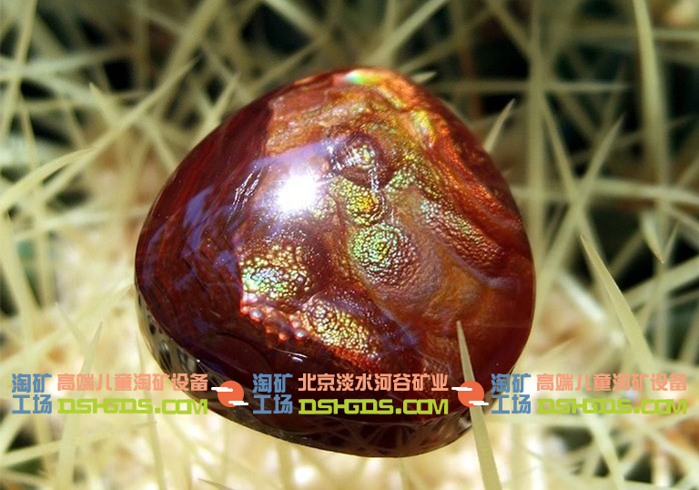 兒童淘礦科普