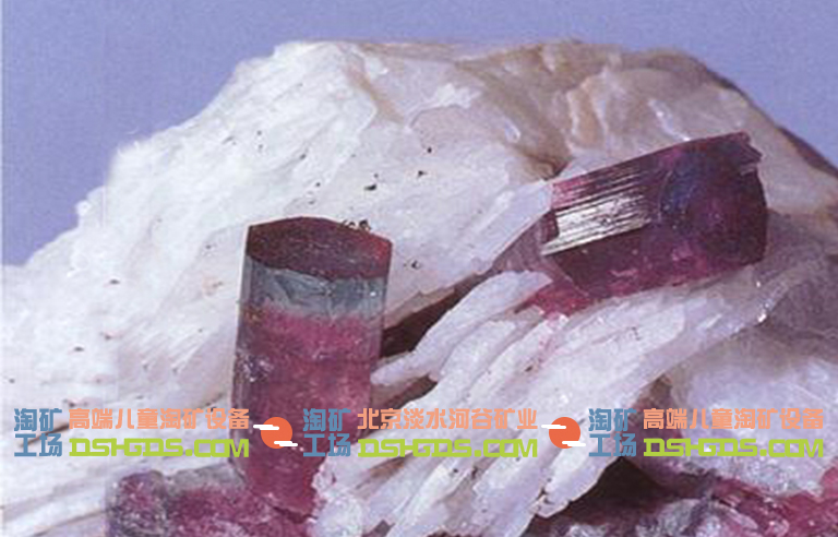 兒童淘礦科普