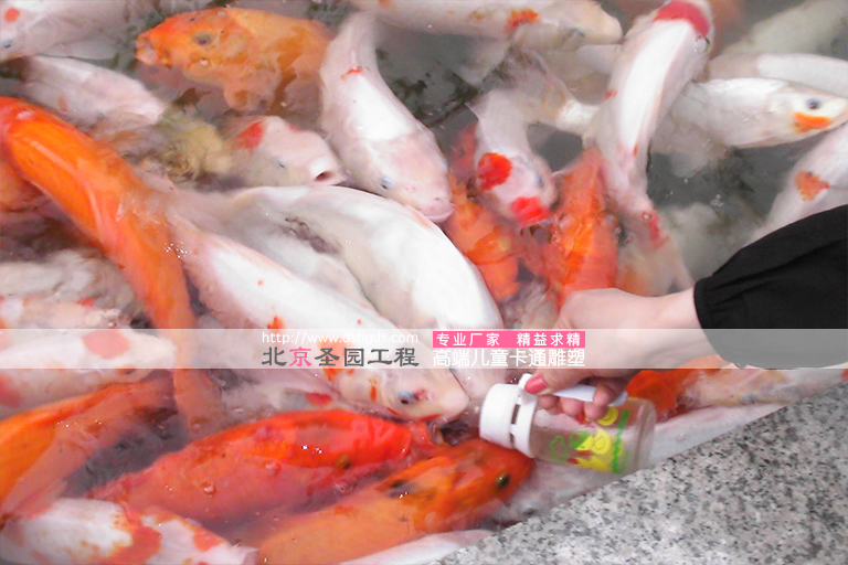 吃奶魚