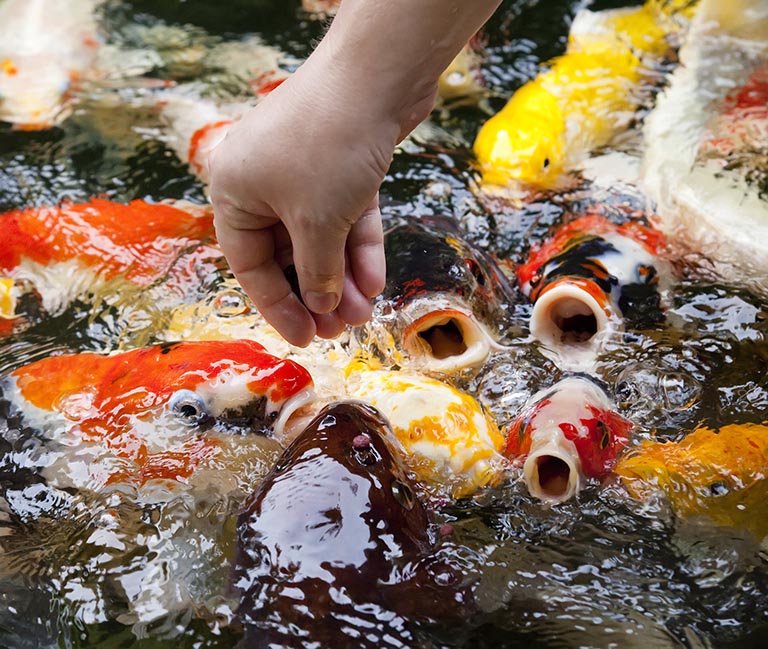 吃奶魚
