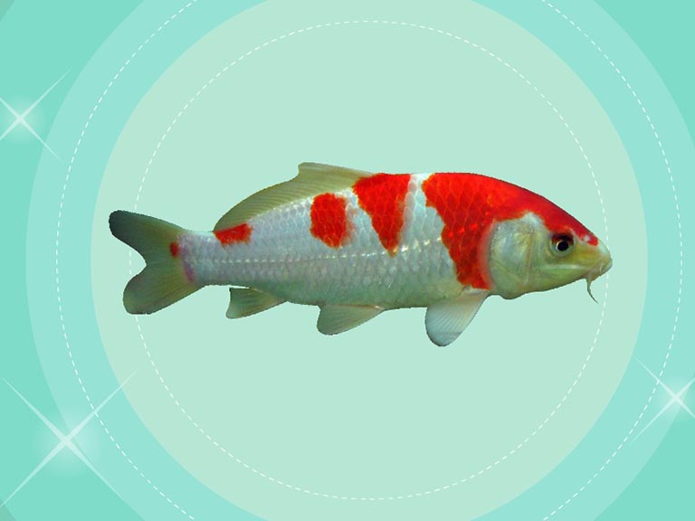 喂奶魚