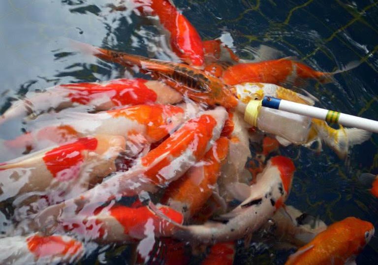 喂奶魚