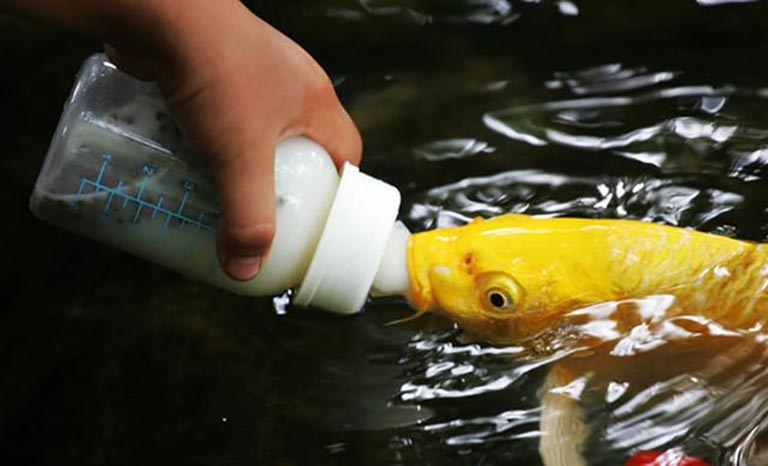 吃奶魚