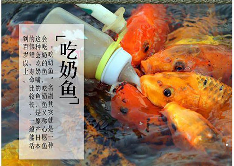 吃奶魚