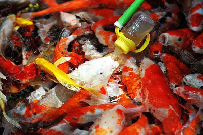 喂奶魚