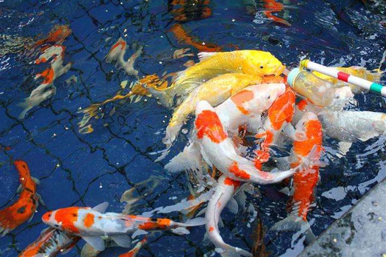 喂奶魚