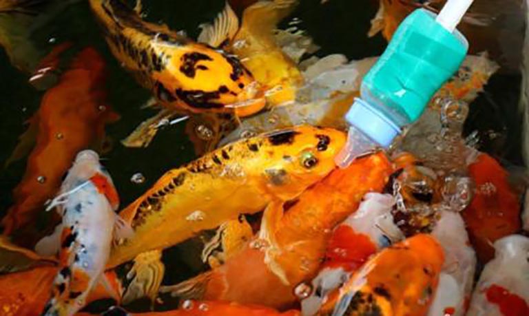 吃奶魚