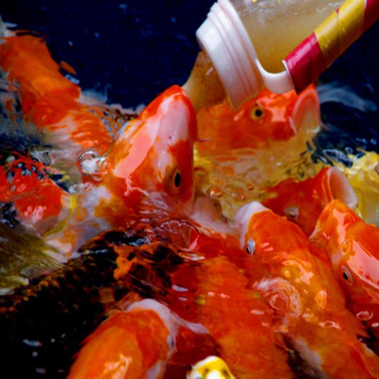 吃奶魚缸