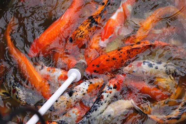 吃奶魚