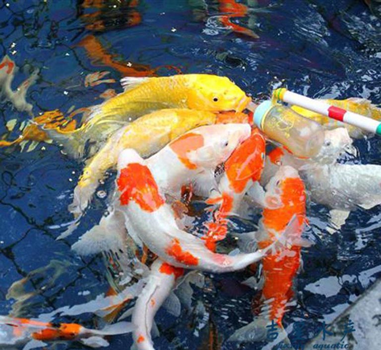 吃奶魚