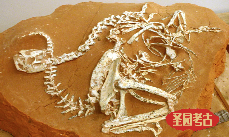 恐龍考古模型