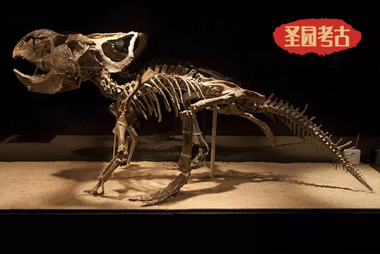 恐龍考古模型