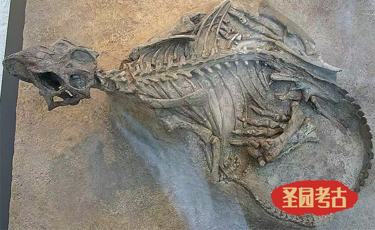 恐龍考古模型