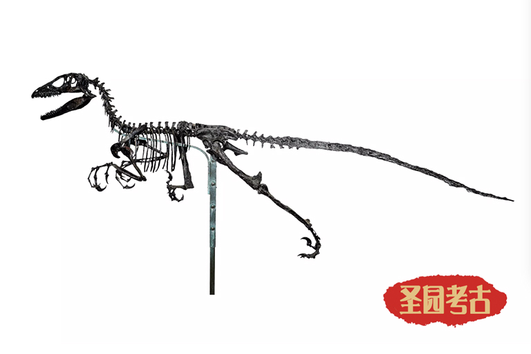 恐龍考古模型