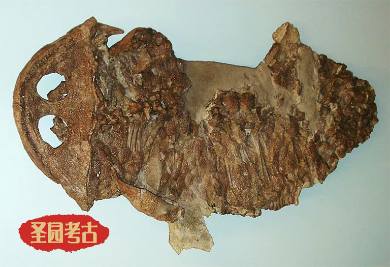 恐龍考古桌.jpg 恐龍考古桌