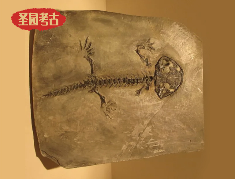 恐龍考古桌