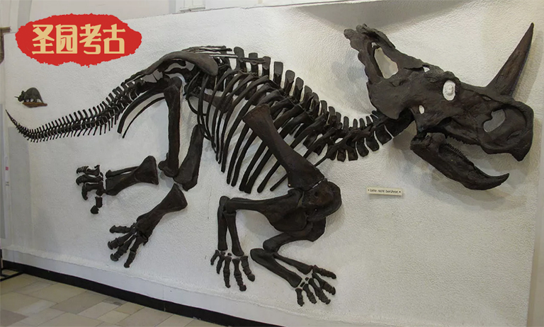 恐龍考古科普.jpg 恐龍考古科普