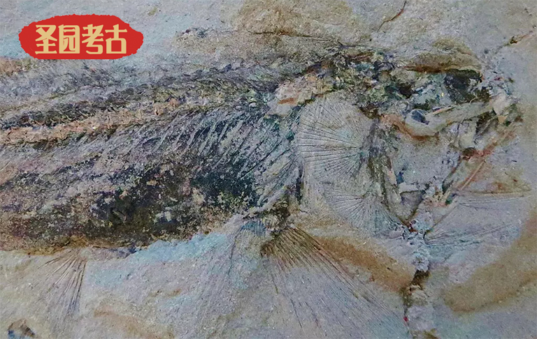 恐龍考古桌